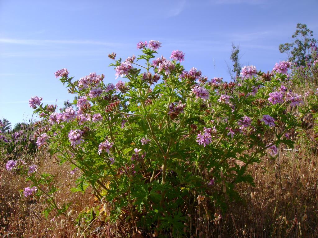 Herdade De Vale Covo - Agroturismo Mértola Exterior foto
