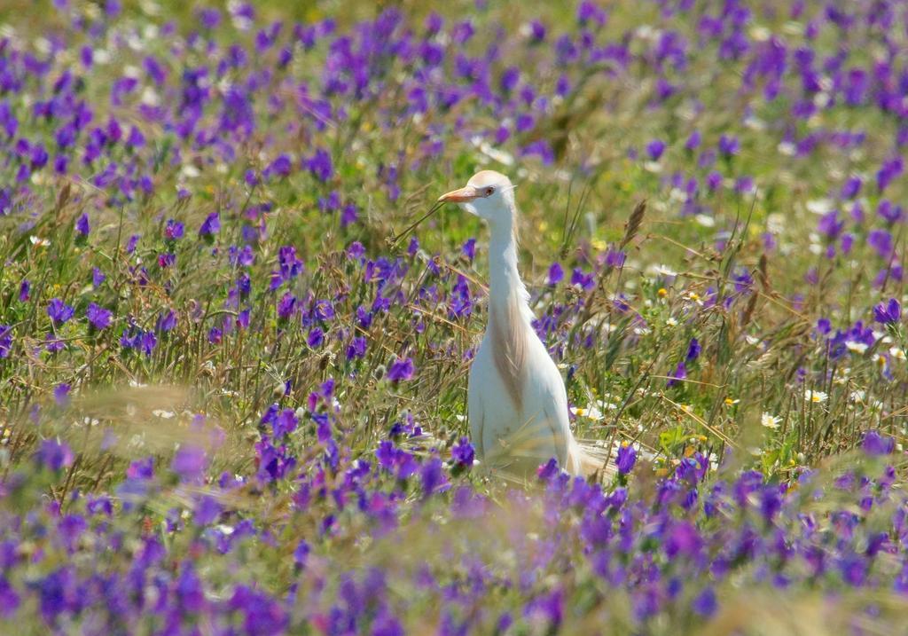 Herdade De Vale Covo - Agroturismo Mértola Exterior foto